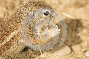 Portrait of South African ground squirrel, Xerus inauris