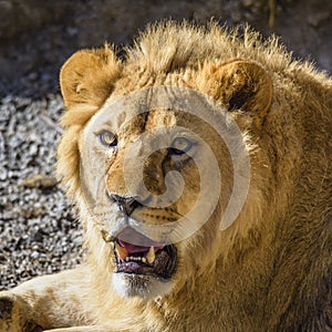 Portrait of South African lion Panthera leo krugeri relaxing in a meadow at ZOO