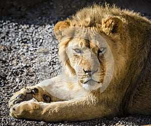 Portrait of South African lion Panthera leo krugeri relaxing in a meadow at ZOO