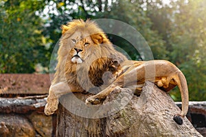 Portrait of South African lion Panthera leo krugeri relaxing in on the stone at ZOO