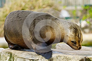 Portrait of a South American baby sea lion