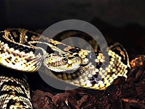 Portrait of a South American Bushmaster, Lachesis muta, South America`s most venomous snake photo
