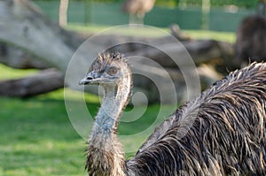 Portrait of a South American ostrich Nandu