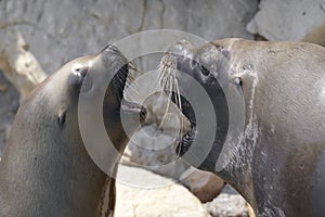 Portrait of South American sea lions