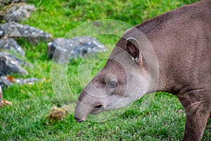 Portrait of a South American Tapir