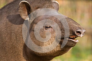 Portrait of south American tapir