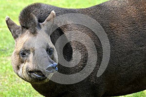 Portrait of south American tapir