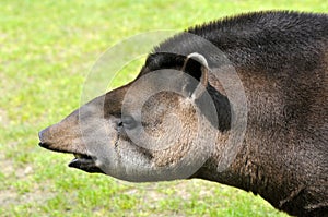 Portrait of south American tapir