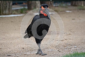 Portrait of Southern Ground Hornbill Bucorvus leadbeateri