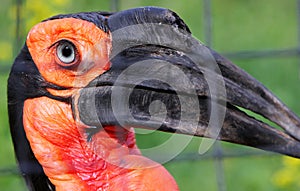 Portrait of Southern ground hornbill Bucorvus leadbeateri
