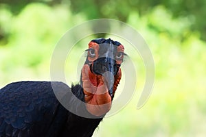 portrait Southern Ground Hornbill on green background