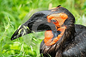 Portrait of a Southern Ground Hornbill standing in a meadow