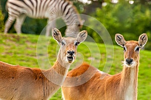 Portrait of a southern lechwe in a zoo