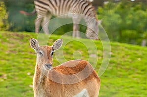 Portrait of a southern lechwe in a zoo