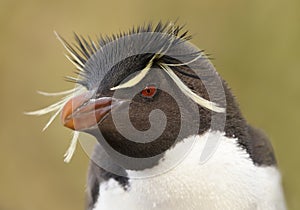 Portrait of a Southern rockhopper penguin against clear background photo