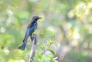 Portrait of spangled Drongo (Dicrurus bracteatus) perching on tree in an Indian forest.