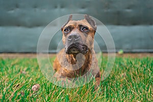 Portrait of spanish alano dog laying in the grass. prey dog. selective focus