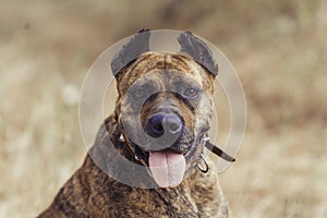 Portrait of spanish alano dog posing in the field. prey dog. selective focus