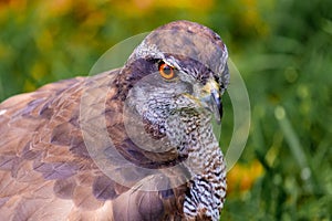 Portrait of a Spanish hawk in the nature
