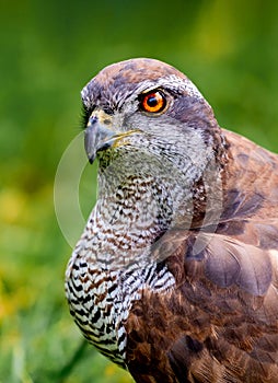 Portrait of a Spanish hawk in the nature