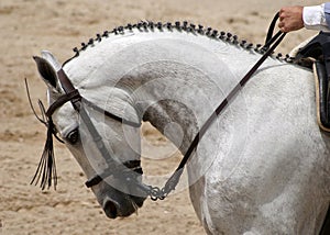 Portrait of a spanish horse in Doma Vaquera competition in Jerez photo