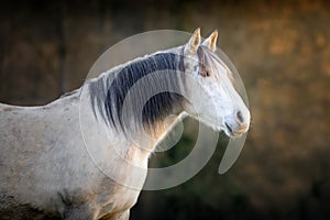 Portrait of a Spanish purebred dapple horse