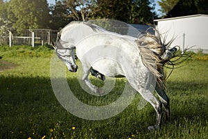 Portrait of a Spanish purebred mare galloping in a field