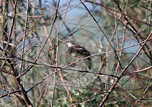 Portrait of a Spanish sparrow or willow sparrow male photo