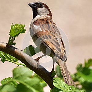 Portrait of a sparrow