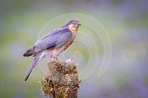 Portrait of a sparrowhawk