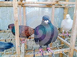 Portrait of a specific pigeon in a cage. Close image of beautiful pigeons of a different kind. Indian Fantail fancy bree