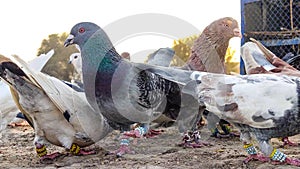 Portrait of a specific pigeon in a cage. Close image of beautiful pigeons of a different kind. Indian Fantail fancy bree