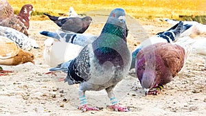 Portrait of a specific pigeon in a cage. Close image of beautiful pigeons of a different kind. Indian Fantail fancy bree