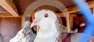 Portrait of a specific pigeon in a cage. Close image of beautiful pigeons of a different kind. Indian Fantail fancy breed