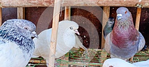 Portrait of a specific pigeon in a cage. Close image of beautiful pigeons of a different kind. Indian Fantail fancy breed