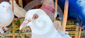 Portrait of a specific pigeon in a cage. Close image of beautiful pigeons of a different kind. Indian Fantail fancy breed