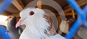 Portrait of a specific pigeon in a cage. Close image of beautiful pigeons of a different kind. Indian Fantail fancy breed