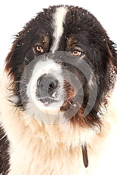 Portrait of a spectacular Carpathian Shepherd dog during snowfall in a mountain village