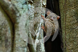 Portrait of Spectral Tarsier, Tarsius spectrum, from Tangkoko National Park, Sulawesi, Indonesia, in the large ficus tree