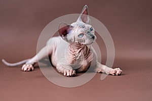 Portrait Sphinx Cat with blue eyes lying down on brown background. Hairless female cat 4 months old