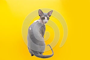 Portrait sphynx cat backwards looking at camera. Isolated on yellow background