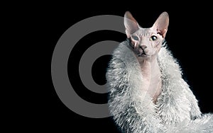 Portrait of a sphynx cat with silver stole