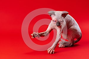 Portrait of Sphynx Hairless Cat of blue mink, white, sitting with raised front paw on red background