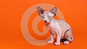 Portrait of Sphynx Hairless Cat of seal mink and white color sitting on orange background