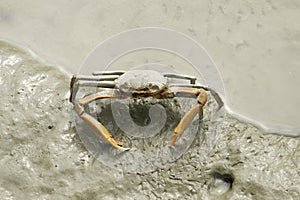 Portrait of Spider Crab