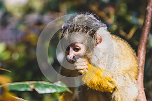 Portrait of a spider monkey eating nuts