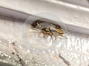 Portrait of a spider preying on insects