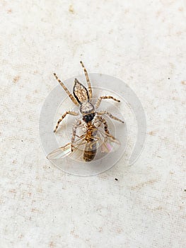 Portrait of a spider preying on insects