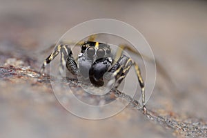 Portrait of Spine head jumping spider, Cyrba ocellata