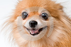 Portrait of a spitz-dog